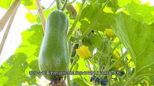 吃瓜群众免费吃瓜微信区,畅享海量瓜果盛宴 第2张 吃瓜群众免费吃瓜微信区,畅享海量瓜果盛宴 第2张