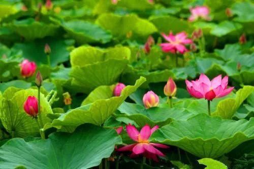 娱乐吃瓜君白莲花,娱乐吃瓜君的甜蜜诱惑 第2张 娱乐吃瓜君白莲花,娱乐吃瓜君的甜蜜诱惑 第2张