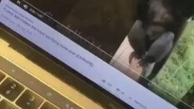 最新爆料蛇叔是谁啊视频,最新爆料,蛇叔身份大揭秘! 第2张 最新爆料蛇叔是谁啊视频,最新爆料,蛇叔身份大揭秘! 第2张