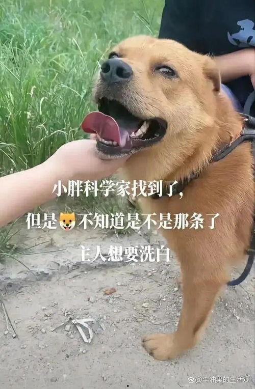 二狗网红吃瓜图片,趣味横生瞬间引爆网络