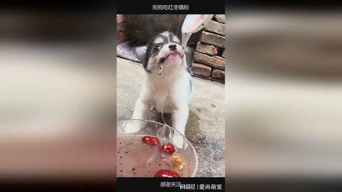 二狗网红吃瓜图片,趣味横生瞬间引爆网络  第2张