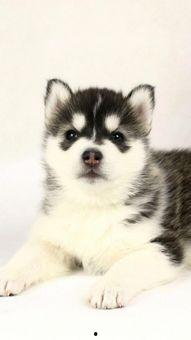 二狗网红吃瓜图片,趣味横生瞬间引爆网络  第3张