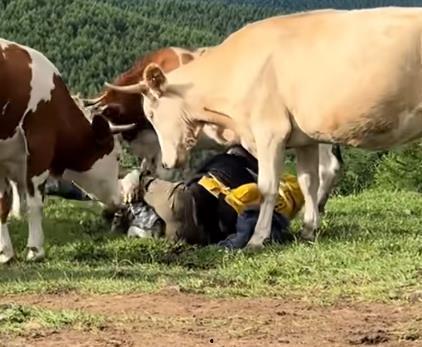 认养一头牛爆料新闻,揭秘乳业背后的真实故事 第3张 认养一头牛爆料新闻,揭秘乳业背后的真实故事 第3张