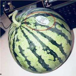 拆穿网红吃瓜,揭秘网红吃瓜背后的真相