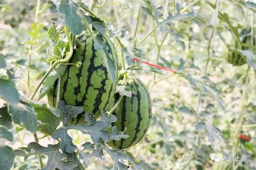 拆穿网红吃瓜,揭秘网红吃瓜背后的真相  第2张