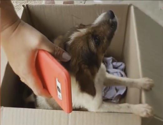 悲伤小狗爆料视频下载,揭开不为人知的背后真相