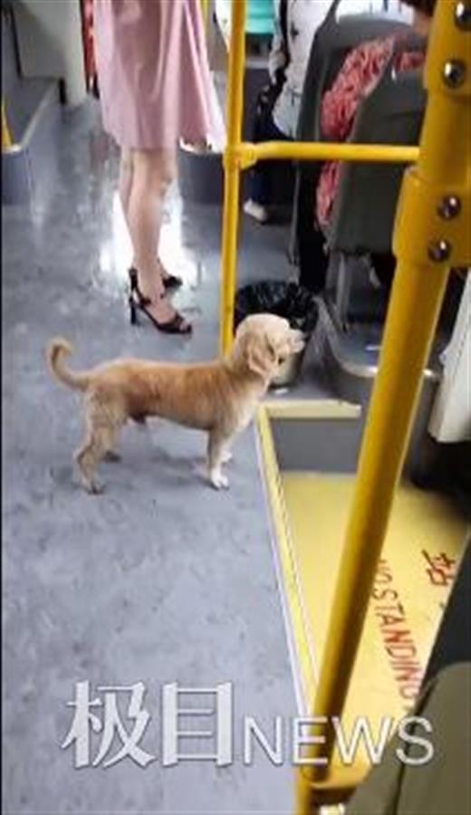 悲伤小狗爆料视频下载,揭开不为人知的背后真相 第2张 悲伤小狗爆料视频下载,揭开不为人知的背后真相 第2张