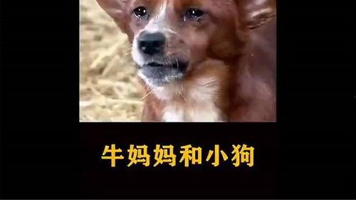 悲伤小狗爆料视频下载,揭开不为人知的背后真相 第3张 悲伤小狗爆料视频下载,揭开不为人知的背后真相 第3张