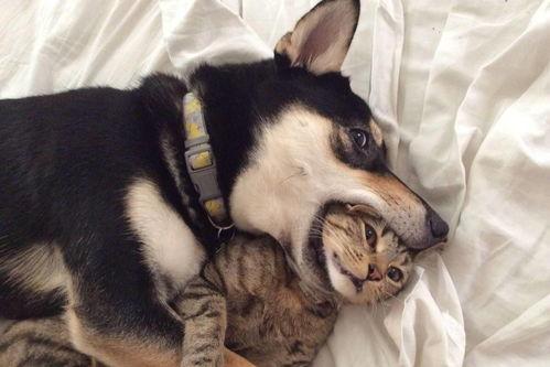 大河马爆料二哈视频大全,大河马爆料视频大全  第2张