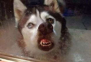 大河马爆料二哈视频大全,大河马爆料视频大全  第3张