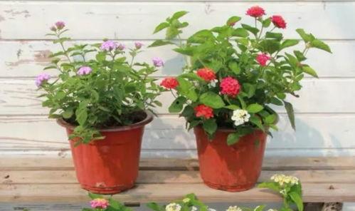 白山希尔顿爆料视频最新,事件背后惊人真相曝光 第3张 白山希尔顿爆料视频最新,事件背后惊人真相曝光 第3张