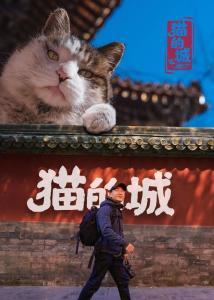 猫之城最新爆料,揭秘神秘猫族秘境，探寻猫界传奇故事  第3张